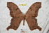  (Titaea lemoulti - BC-RBP 4856)  @15 [ ] Copyright (2010) Ron Brechlin Research Collection of Ron Brechlin