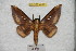  ( - BC-RBP 4858)  @11 [ ] Copyright (2010) Ron Brechlin Research Collection of Ron Brechlin