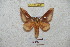  ( - BC-RBP 4860)  @11 [ ] Copyright (2010) Ron Brechlin Research Collection of Ron Brechlin