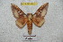  ( - BC-RBP 4861)  @15 [ ] Copyright (2010) Ron Brechlin Research Collection of Ron Brechlin