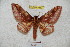  ( - BC-RBP 4863)  @14 [ ] Copyright (2010) Ron Brechlin Research Collection of Ron Brechlin