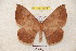  (Periga parviboliviana - BC-RBP 4874)  @15 [ ] Copyright (2010) Ron Brechlin Research Collection of Ron Brechlin