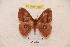  ( - BC-RBP 4895)  @13 [ ] Copyright (2010) Ron Brechlin Research Collection of Ron Brechlin