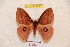  ( - BC-RBP 4897)  @14 [ ] Copyright (2010) Ron Brechlin Research Collection of Ron Brechlin