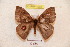  ( - BC-RBP 4902)  @13 [ ] Copyright (2010) Ron Brechlin Research Collection of Ron Brechlin