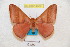  ( - BC-RBP 4909)  @11 [ ] Copyright (2010) Ron Brechlin Research Collection of Ron Brechlin