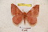  ( - BC-RBP 4910)  @11 [ ] Copyright (2010) Ron Brechlin Research Collection of Ron Brechlin