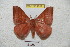  ( - BC-RBP 4919)  @14 [ ] Copyright (2010) Ron Brechlin Research Collection of Ron Brechlin