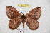  ( - BC-RBP 4929)  @11 [ ] Copyright (2010) Ron Brechlin Research Collection of Ron Brechlin