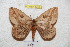  ( - BC-RBP 4940)  @14 [ ] Copyright (2010) Ron Brechlin Research Collection of Ron Brechlin