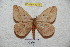  (Pseudodirphia obmartiana - BC-RBP 4941)  @14 [ ] Copyright (2010) Ron Brechlin Research Collection of Ron Brechlin