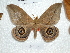  ( - BC-HKT 0010)  @11 [ ] Copyright (2011) Ron Brechlin Research Collection of Ron Brechlin