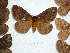  ( - BC-HKT 0027)  @13 [ ] Copyright (2011) Ron Brechlin Research Collection of Ron Brechlin