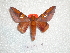  (Adelowalkeria witti - BC-HKT 0031)  @14 [ ] Copyright (2011) Ron Brechlin Research Collection of Ron Brechlin