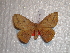  ( - BC-HKT 0076)  @12 [ ] Copyright (2010) Ron Brechlin Research Collection of Ron Brechlin