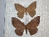  (Periga parvibulbacea - BC-HKT 0086)  @14 [ ] Copyright (2010) Ron Brechlin Research Collection of Ron Brechlin