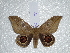  ( - BC-HKT 0115)  @13 [ ] Copyright (2012) Ron Brechlin Research Collection of Ron Brechlin