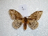  ( - BC-HKT 0132)  @13 [ ] Copyright (2012) Ron Brechlin Research Collection of Ron Brechlin