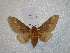  ( - BC-HKT 0142)  @14 [ ] Copyright (2012) Ron Brechlin Research Collection of Ron Brechlin