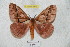  ( - BC-RBP 5976)  @14 [ ] Copyright (2010) Ron Brechlin Research Collection of Ron Brechlin