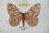  ( - BC-RBP 5977)  @13 [ ] Copyright (2010) Ron Brechlin Research Collection of Ron Brechlin