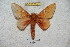  ( - BC-RBP 6010)  @11 [ ] Copyright (2010) Ron Brechlin Research Collection of Ron Brechlin