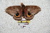  ( - BC-RBP 6036)  @11 [ ] Copyright (2010) Ron Brechlin Research Collection of Ron Brechlin