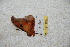  (Automerina bahiletes - BC-RBP 6047)  @12 [ ] Copyright (2010) Ron Brechlin Research Collection of Ron Brechlin