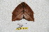  ( - BC-RBP 6059)  @13 [ ] Copyright (2010) Ron Brechlin Research Collection of Ron Brechlin