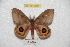  ( - BC-RBP 6091)  @13 [ ] Copyright (2010) Ron Brechlin Research Collection of Ron Brechlin
