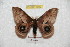  ( - BC-RBP 6099)  @14 [ ] Copyright (2010) Ron Brechlin Research Collection of Ron Brechlin