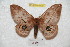  ( - BC-RBP 6100)  @13 [ ] Copyright (2010) Ron Brechlin Research Collection of Ron Brechlin