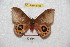  ( - BC-RBP 6105)  @11 [ ] Copyright (2010) Ron Brechlin Research Collection of Ron Brechlin