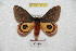  ( - BC-RBP 6116)  @14 [ ] Copyright (2010) Ron Brechlin Research Collection of Ron Brechlin