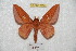  ( - BC-RBP 6135)  @11 [ ] Copyright (2010) Ron Brechlin Research Collection of Ron Brechlin