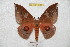  ( - BC-RBP 6161)  @13 [ ] Copyright (2010) Ron Brechlin Research Collection of Ron Brechlin