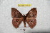  ( - BC-RBP 6174)  @13 [ ] Copyright (2010) Ron Brechlin Research Collection of Ron Brechlin