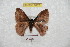 ( - BC-RBP 6175)  @13 [ ] Copyright (2010) Ron Brechlin Research Collection of Ron Brechlin