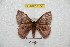 ( - BC-RBP 6184)  @13 [ ] Copyright (2010) Ron Brechlin Research Collection of Ron Brechlin