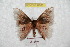  ( - BC-RBP 6185)  @12 [ ] Copyright (2010) Ron Brechlin Research Collection of Ron Brechlin