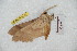  ( - BC-RBP 6192)  @12 [ ] Copyright (2010) Ron Brechlin Research Collection of Ron Brechlin