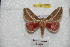  ( - BC-RBP 6236)  @13 [ ] Copyright (2010) Ron Brechlin Research Collection of Ron Brechlin