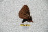  ( - BC-RBP 6271)  @12 [ ] Copyright (2010) Ron Brechlin Research Collection of Ron Brechlin