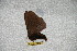  ( - BC-RBP 6275)  @12 [ ] Copyright (2010) Ron Brechlin Research Collection of Ron Brechlin
