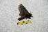  ( - BC-RBP 6315)  @12 [ ] Unspecified (default): All Rights Reserved  Ron Brechlin Unspecified