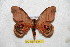  ( - BC-RBP 6341)  @13 [ ] Unspecified (default): All Rights Reserved  Ron Brechlin Unspecified
