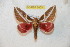  ( - BC-RBP 6405)  @13 [ ] Copyright (2012) Ron Brechlin Research Collection of Ron Brechlin