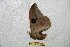  ( - BC-RBP 6427)  @11 [ ] Copyright (2012) Ron Brechlin Research Collection of Ron Brechlin