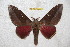  ( - BC-RBP 6439)  @14 [ ] Copyright (2012) Ron Brechlin Research Collection of Ron Brechlin