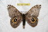  ( - BC-RBP 6485)  @13 [ ] Copyright (2012) Ron Brechlin Research Collection of Ron Brechlin